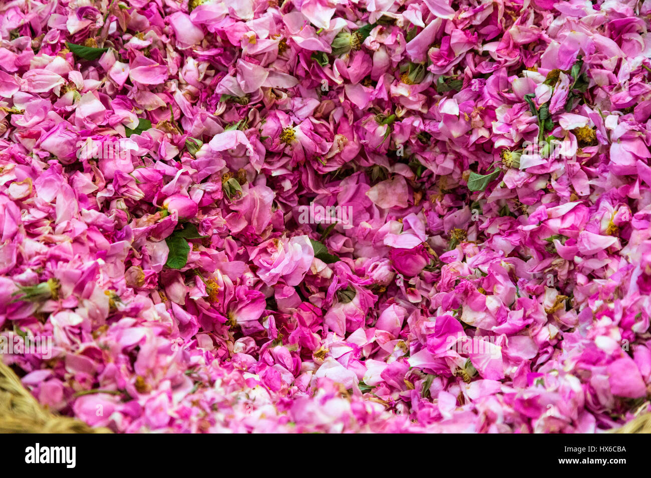 Meknès, Marokko.  Rosenblätter, zur Herstellung von Rosenwasser. Stockfoto