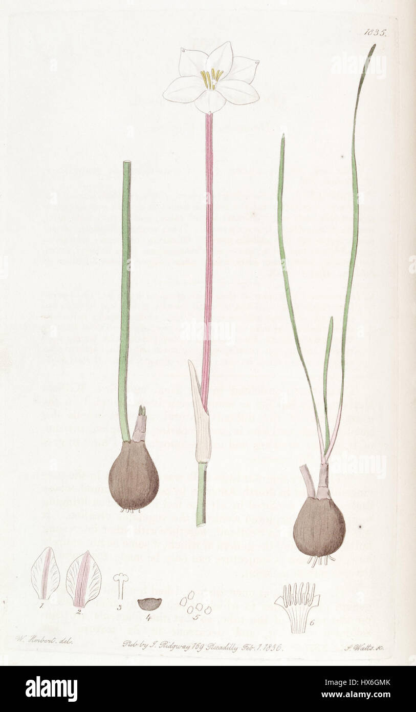 „Zephyranthes chlorosolen“ (auch bekannt als Cooperia drummondii) ist eine blühende Pflanzenart, die 1835–1836 im „Edwards's Botanical Register“ beschrieben wurde. Es ist bekannt für sein unverwechselbares Aussehen und wurde für seine botanischen Eigenschaften dokumentiert. Stockfoto