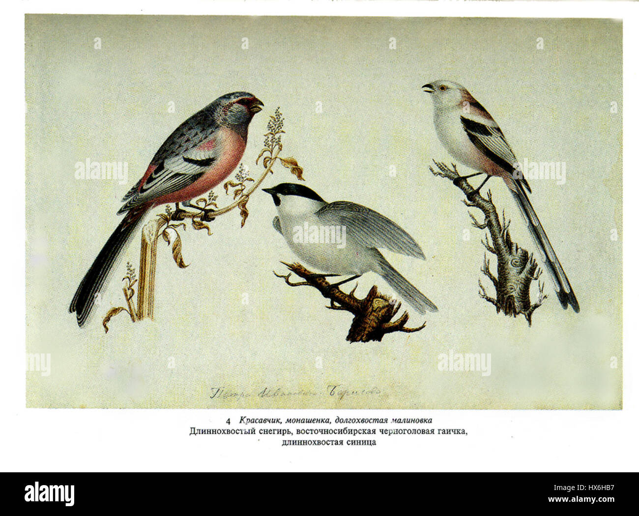 Dieser Eintrag enthält einen kyrillischen Text, der wahrscheinlich ein historisches oder literarisches Werk in russischer oder einer anderen slawischen Sprache darstellt. Die Arbeit könnte sich auf kulturelle, religiöse oder historische Fragen beziehen und wäre für diejenigen, die sich mit Geschichte und Literatur in Osteuropa beschäftigen, von Nutzen. Stockfoto