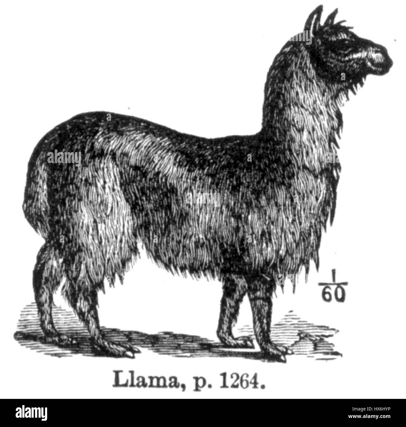 Das Lama ist ein domestiziertes südamerikanisches Kamelid, das häufig in den Anden vorkommt. Hauptsächlich als Packtier verwendet, wird es wegen seiner Wolle und seines Fleisches geschätzt. Lamas sind bekannt für ihre sanfte Natur und sind ein wichtiger Teil der Kultur und Wirtschaft der Anden. Stockfoto