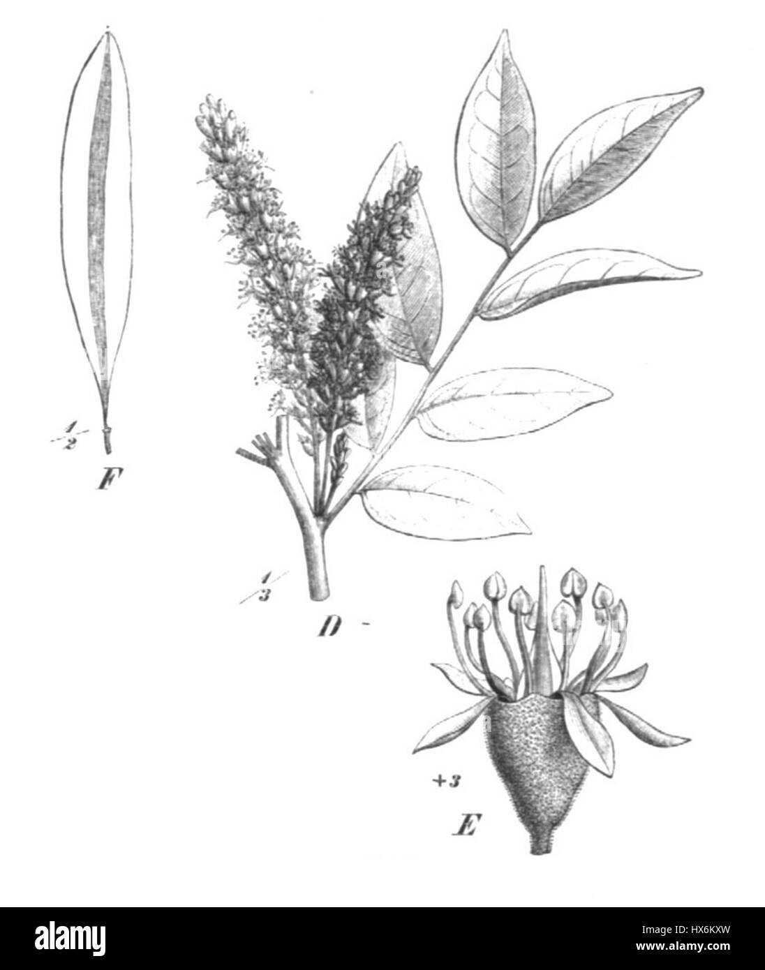 Myrocarpus frondosus Taub101b ist eine blühende Pflanzenart aus der Familie der Fabaceae. Es ist bekannt für seine charakteristischen Blätter und Blüten, die für Botaniker und Ökologen von Interesse sind. Stockfoto