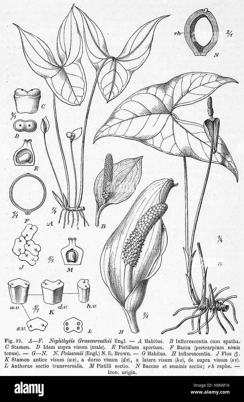 Die Zeichnung *Nephthytis pois* zeigt die Pflanzenart Nephthytis, auch bekannt als Pfeilspitze Rebe, mit ihren charakteristischen Blättern und ihrem Wachstumsmuster. Diese botanische Studie erfasst die natürliche Form und Struktur der Pflanze in detaillierter Linienführung. Stockfoto