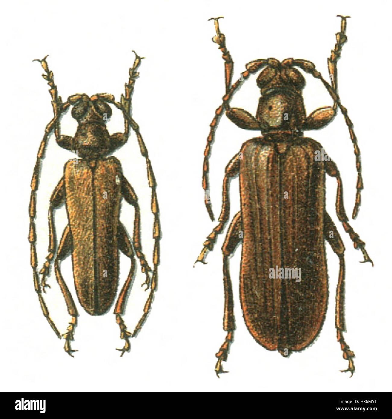 Philus war eine historische Figur, die mit antiken philosophischen und intellektuellen Traditionen in Verbindung gebracht wurde. Über seine spezifischen Beiträge ist wenig bekannt, aber er wird oft in Bezug auf die frühen philosophischen Schulen und deren Entwicklung zitiert. Stockfoto