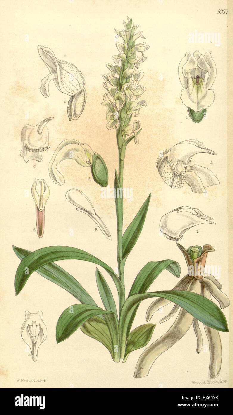 Eine botanische Platte aus Curtis's Botanical Magazine mit Spiranthes cernua, einer Orchideenart, hervorgehoben in der Ausgabe 1861 (Serie 3, Nr. 17, Platte 5277). Stockfoto