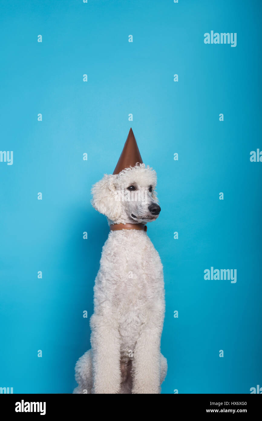 Studioaufnahme eines Hundes mit einem Partyhut. Königlichen Pudel. Studio-Porträt über blauem Hintergrund Stockfoto