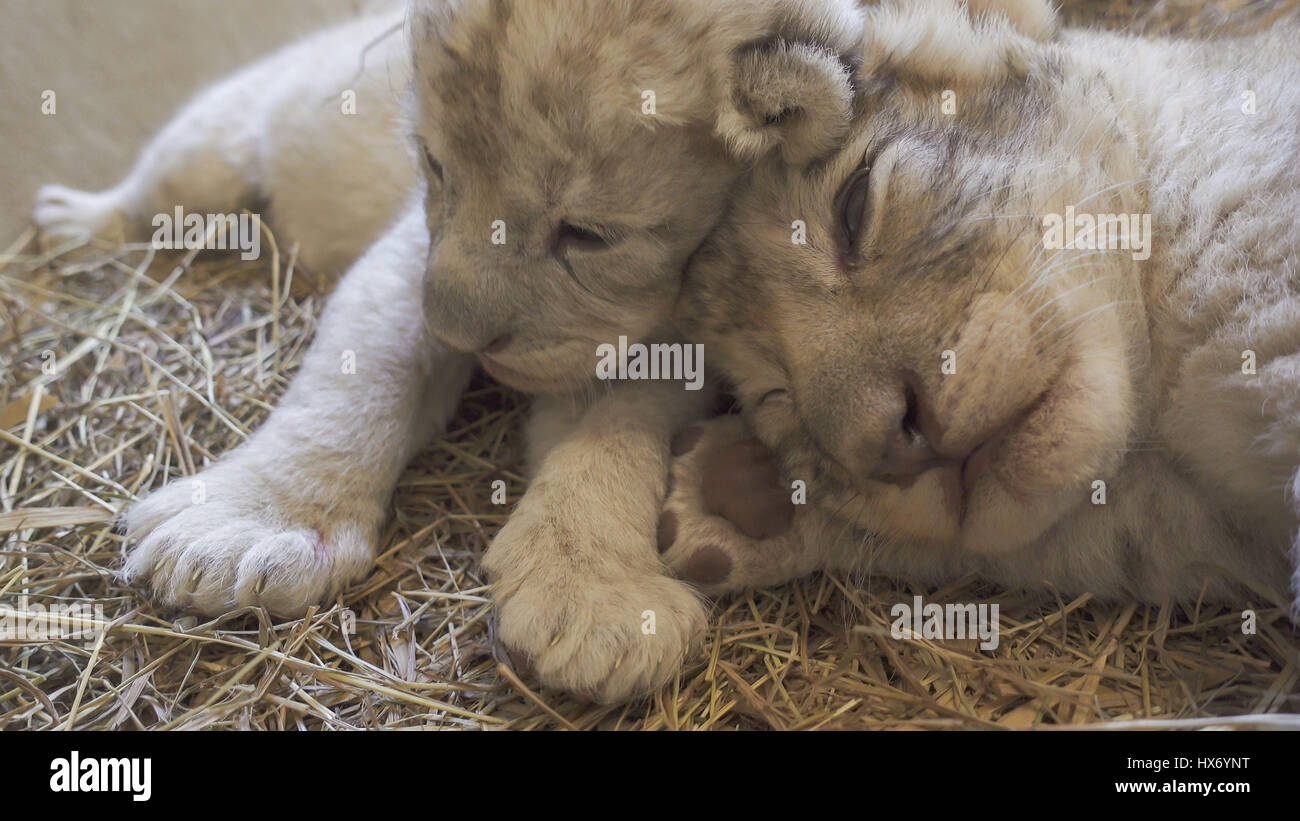 eine Woche alte Löwenbaby im zoo Stockfoto