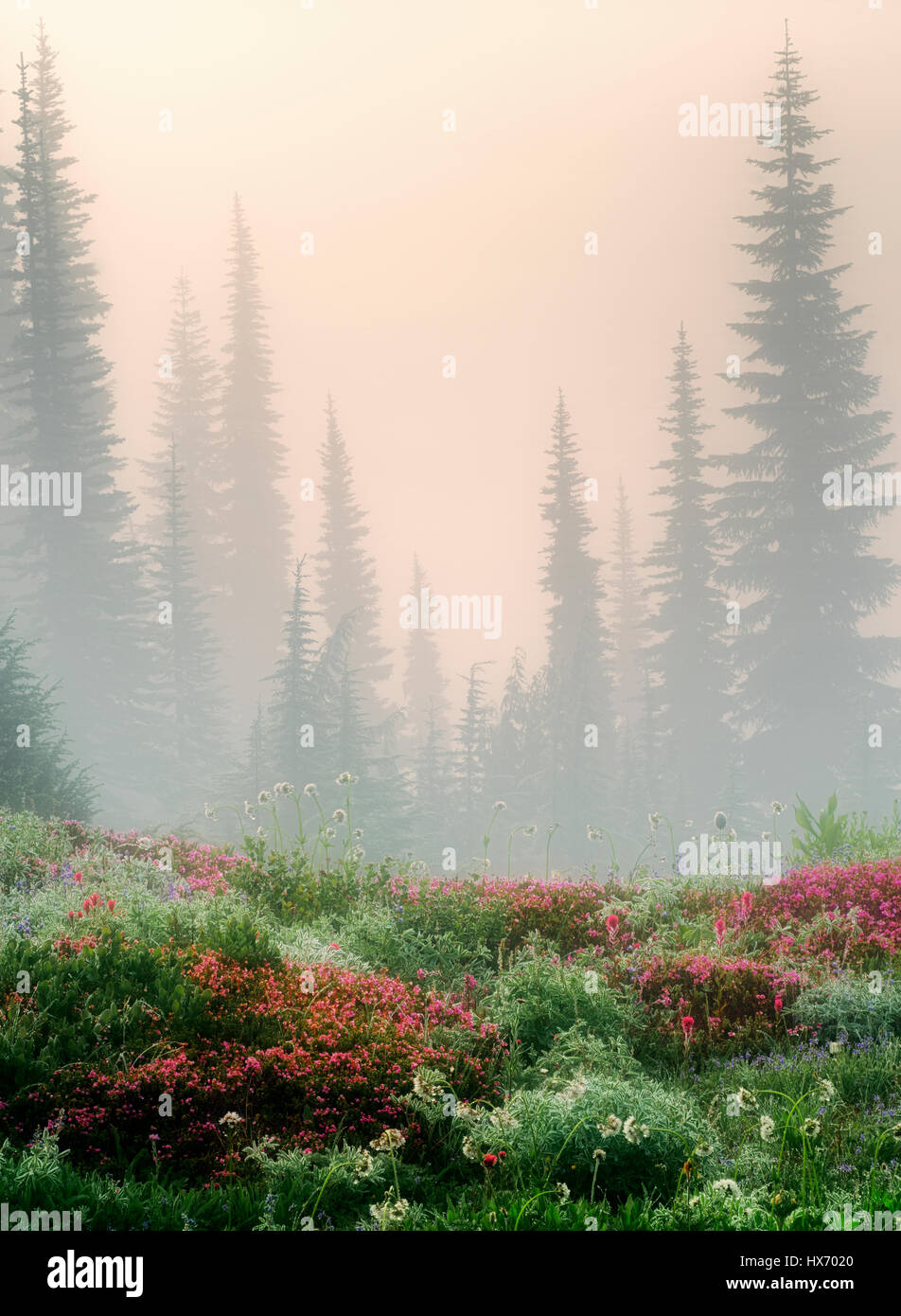 Bereich der verschiedenen Wildblumen, Bäume und Nebel. Mt. Rainier Nationalpark, Washington Stockfoto