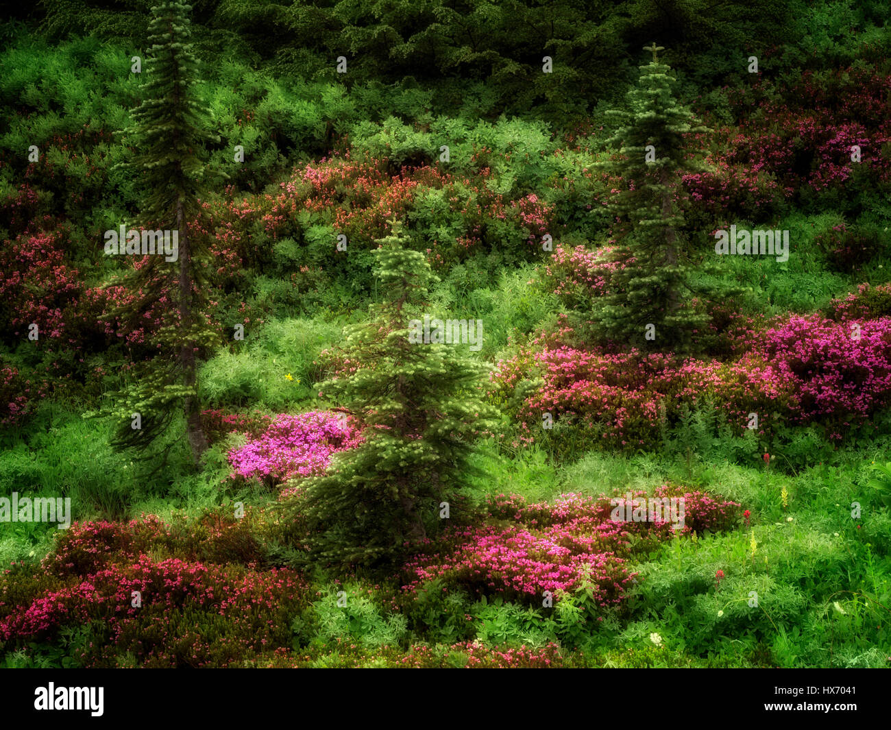 Bereich der Heathter und Bäume. Mt. Rainier Nationalpark, Washington Stockfoto