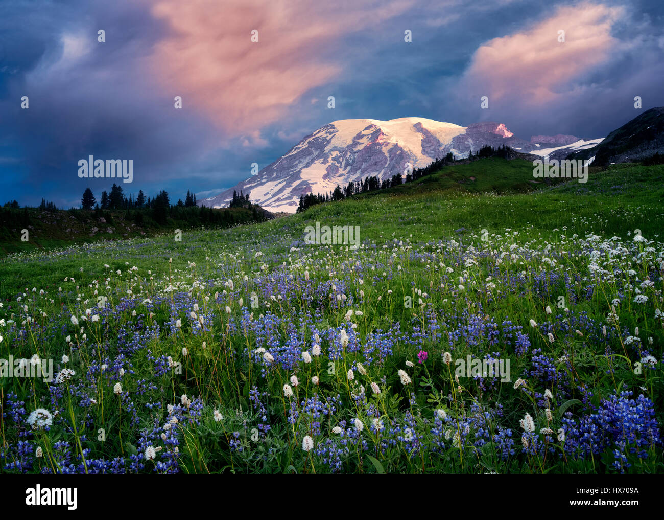 Sonnenaufgang mit Wildblumen und Mt. Rainier. Mt. Rainier Nationalpark, Washington Stockfoto