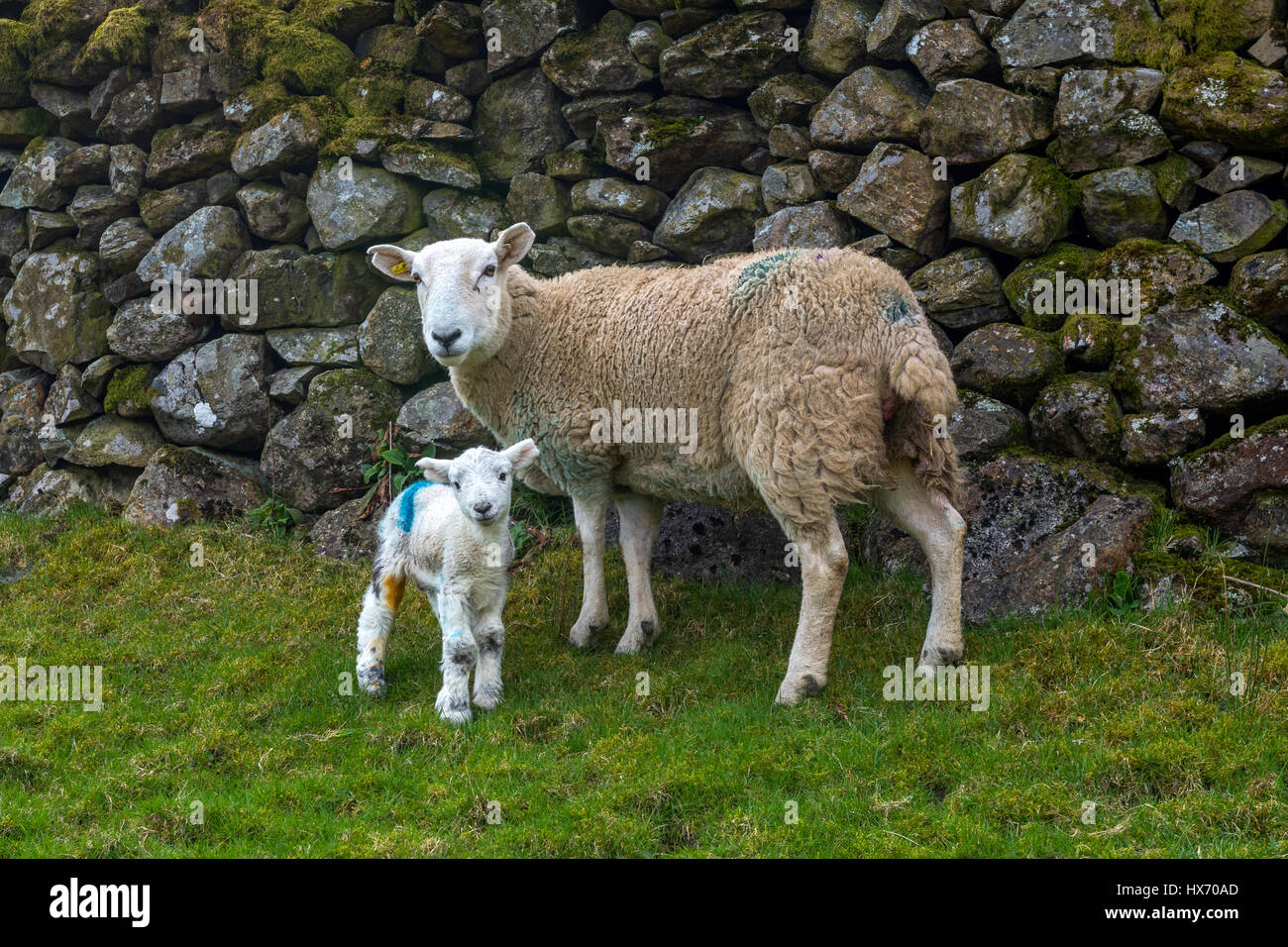 Herdwick Ewe und Neugeborenes Lamm Stockfoto
