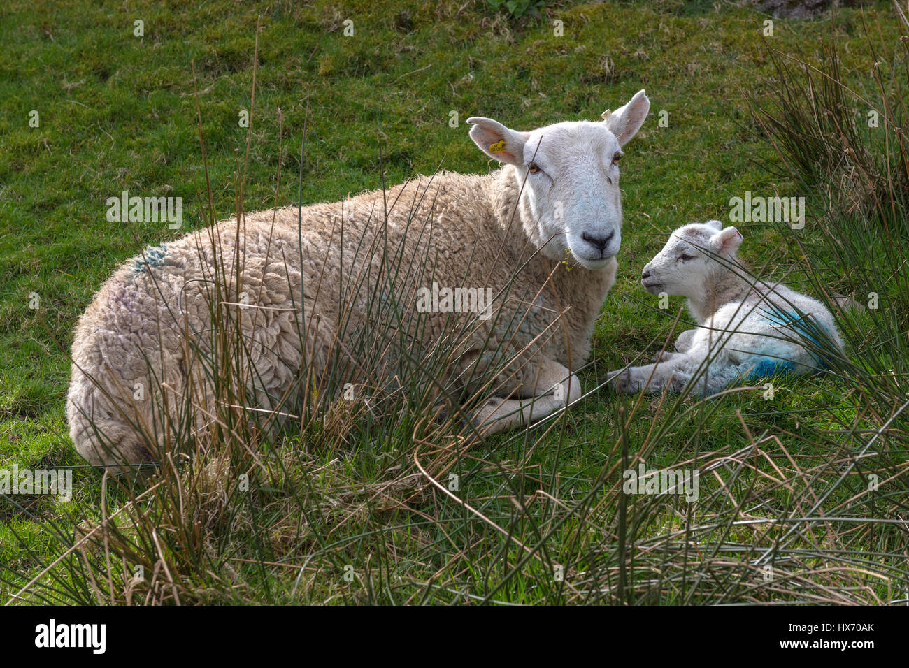 Herdwick Ewe und Neugeborenes Lamm Stockfoto