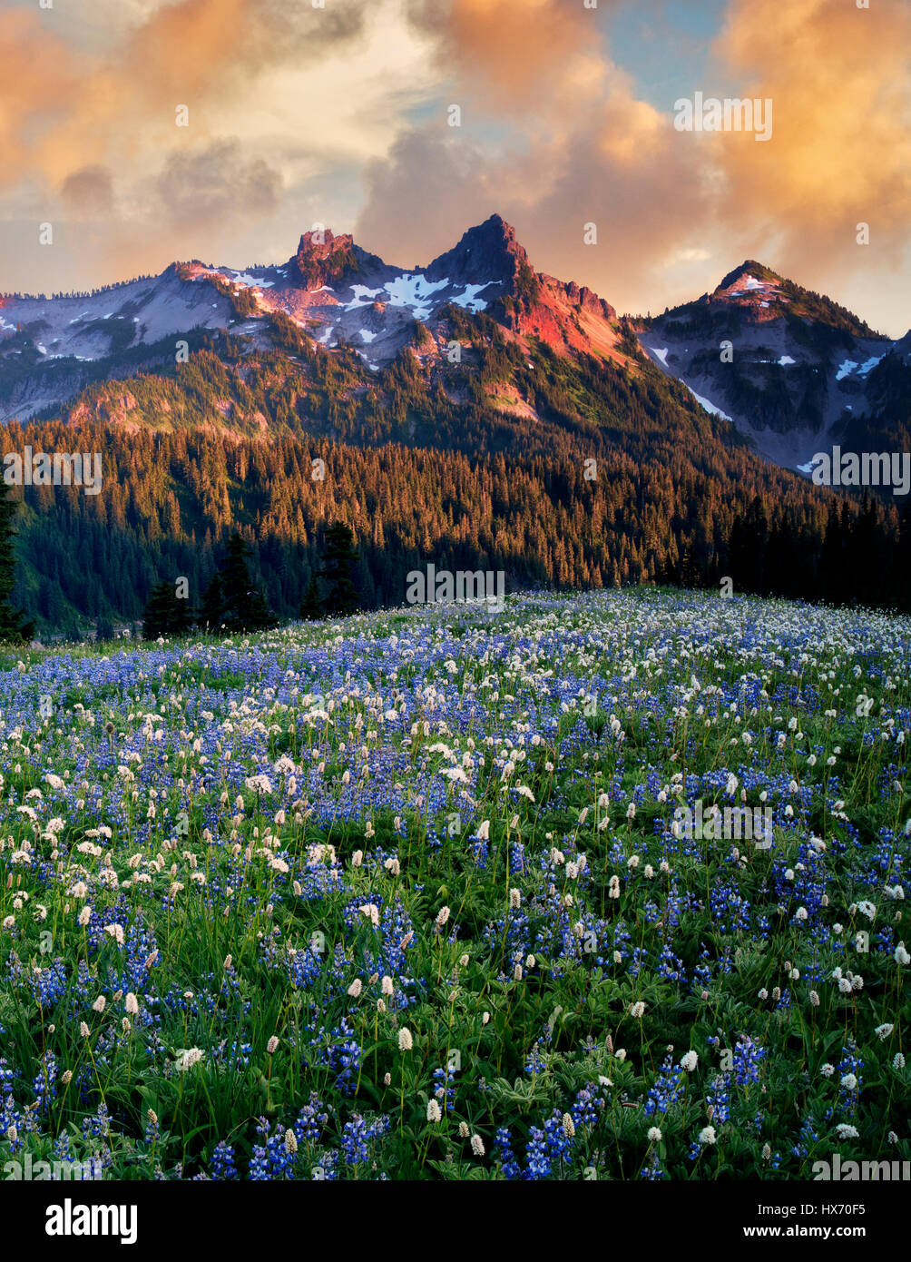 Sonnenaufgang mit Wildblumen und Tatoosh Bergen. Mt. Rainier Nationalpark, Washington Stockfoto
