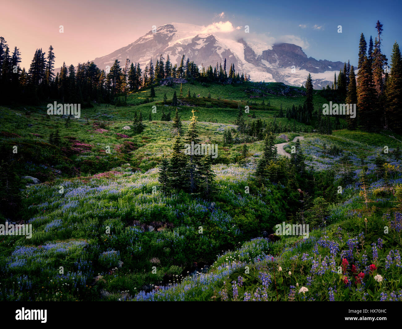 Wildblumenwiese und Mt. Rainier in Mt. Rainier-Nationalpark, Washington Stockfoto