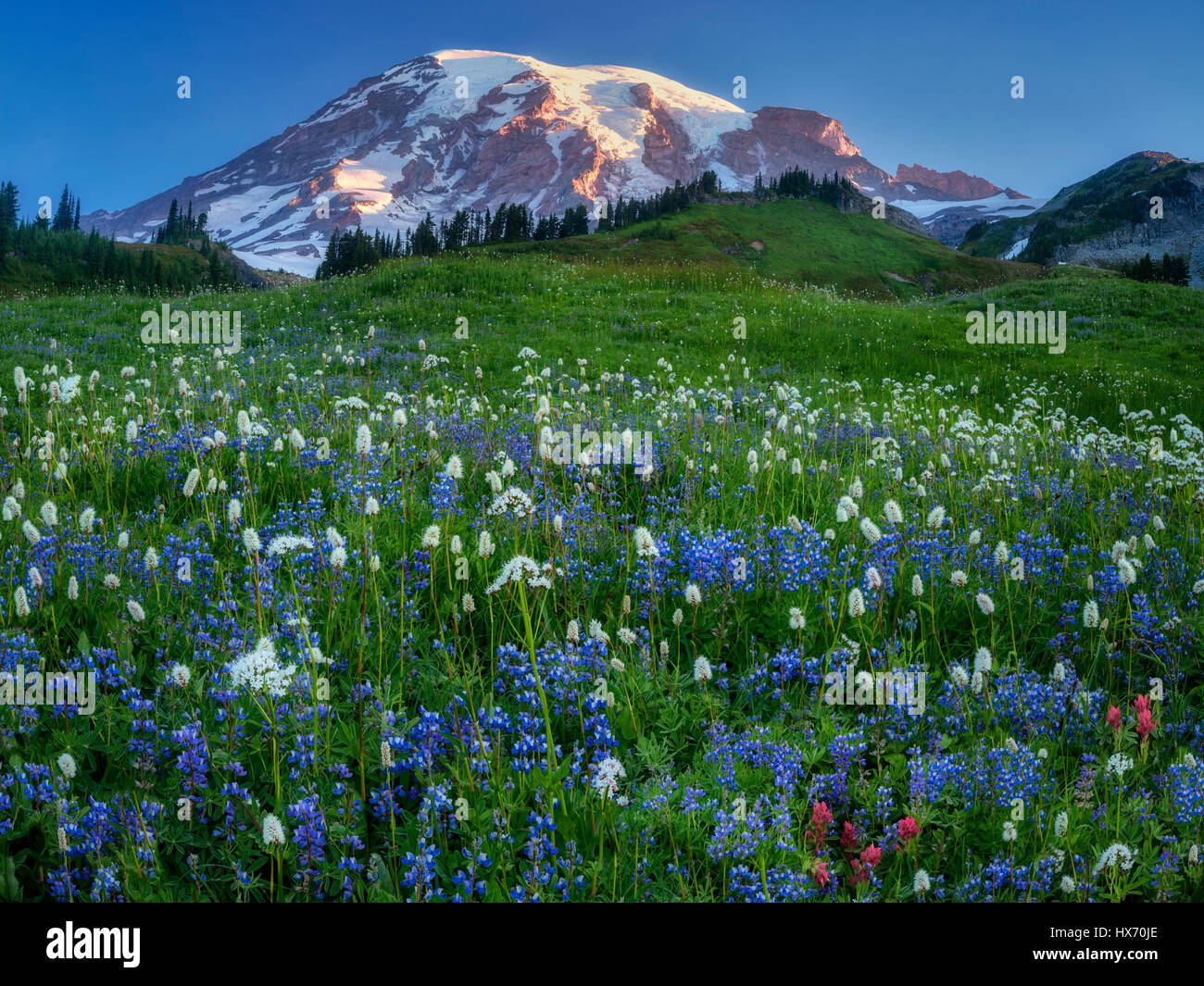 Wildblumenwiese und Mt. Rainier. Mt. Rainier Nationalpark, Washington Stockfoto