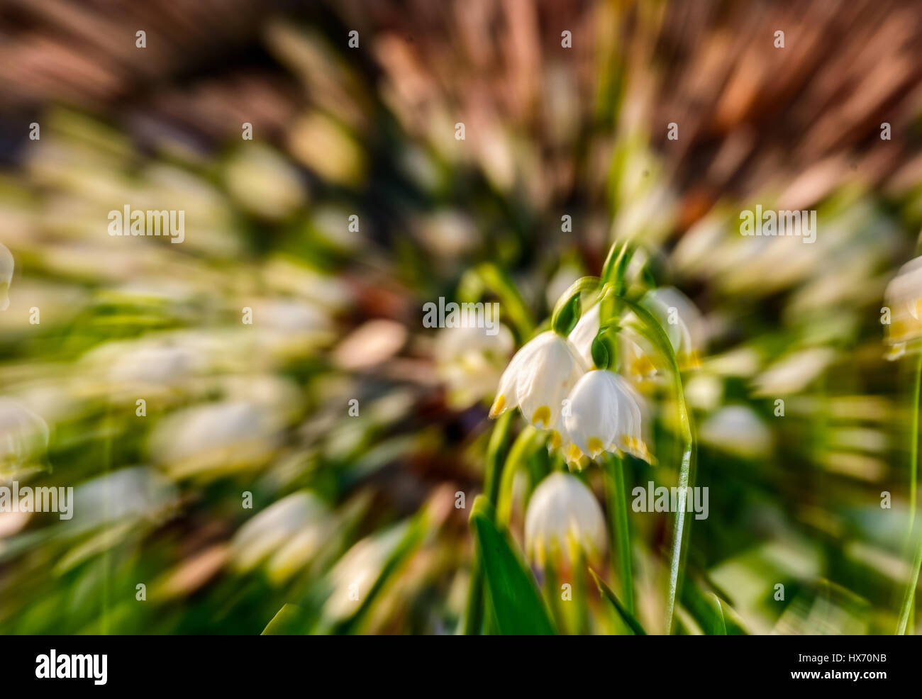 Schneeflocke, die ersten Blüten des Frühlings. Zusammenfassung Hintergrund mit Linse Zoom Blur-Effekt Stockfoto