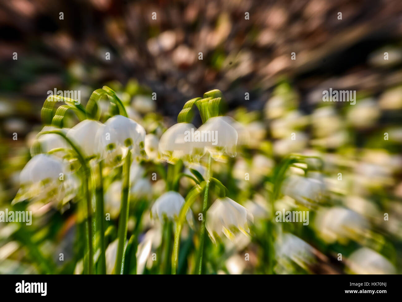 Schneeflocke, die ersten Blüten des Frühlings. Zusammenfassung Hintergrund mit Linse Zoom Blur-Effekt Stockfoto