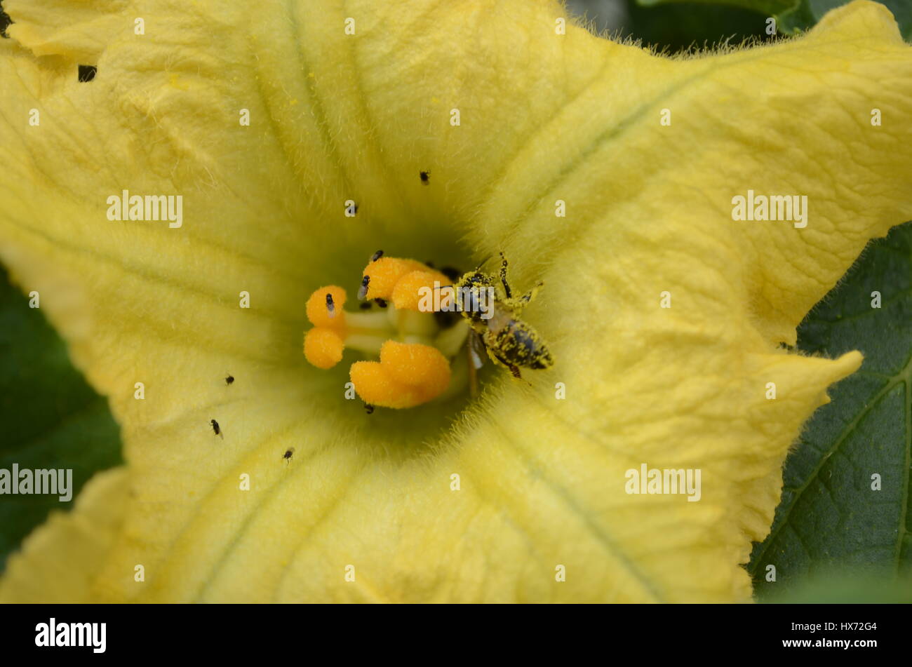 Biene auf Ringelblume Stockfoto