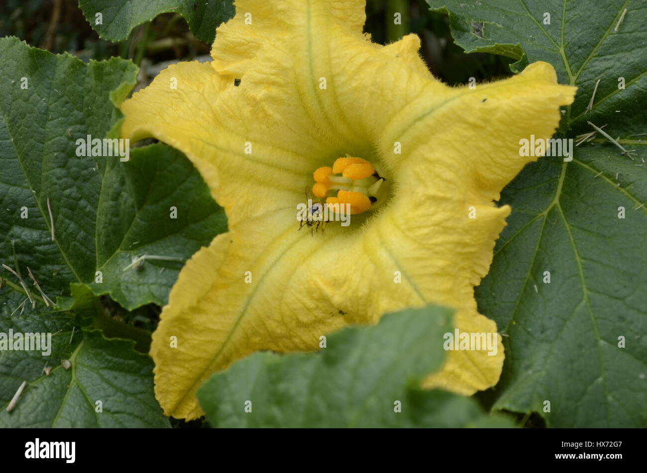 Pollen bedeckt Biene auf Blüte Stockfoto