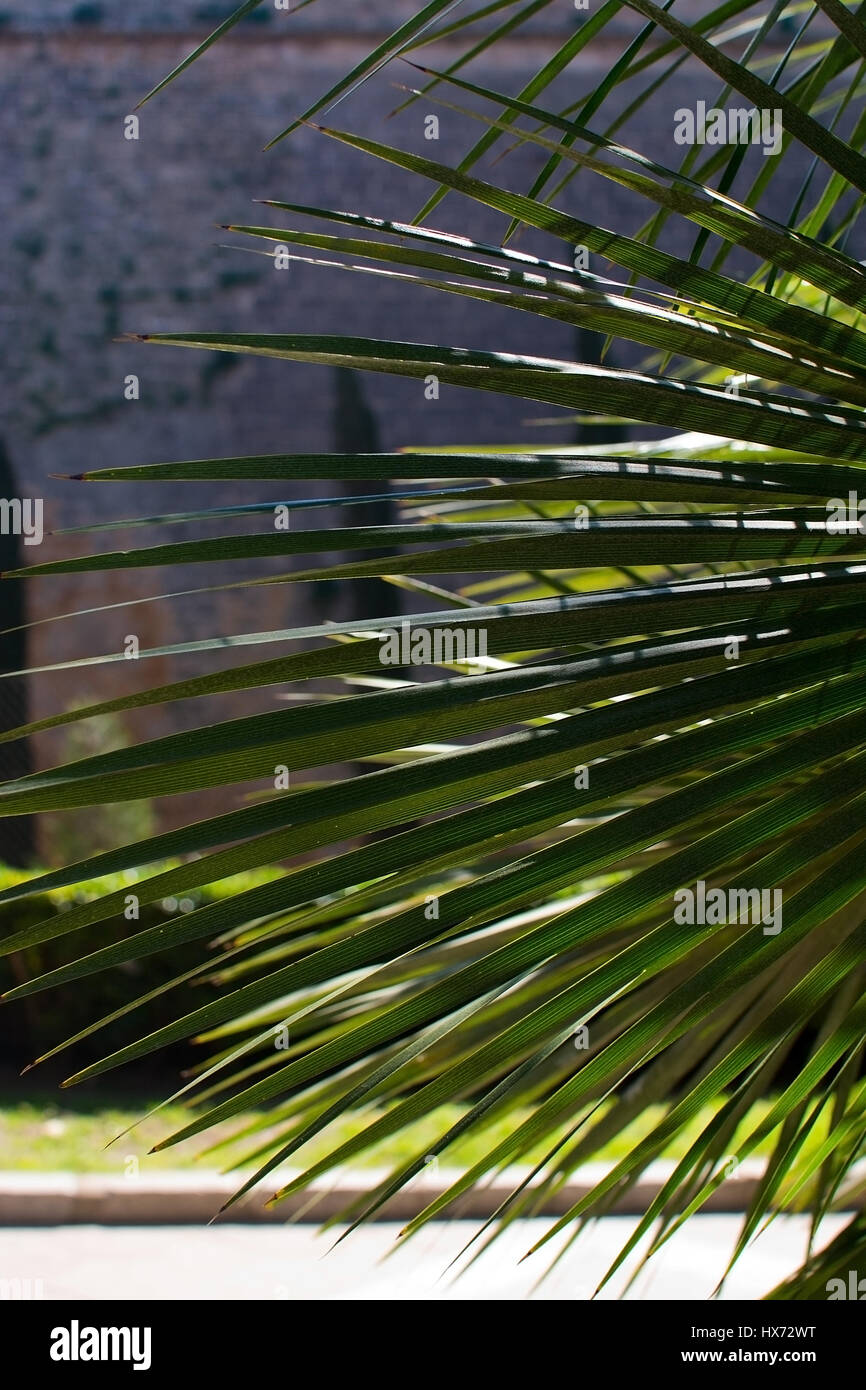 Grünen sonnigen Palm Leaf Detail in Palma De Mallorca, Balearen, Spanien. Stockfoto