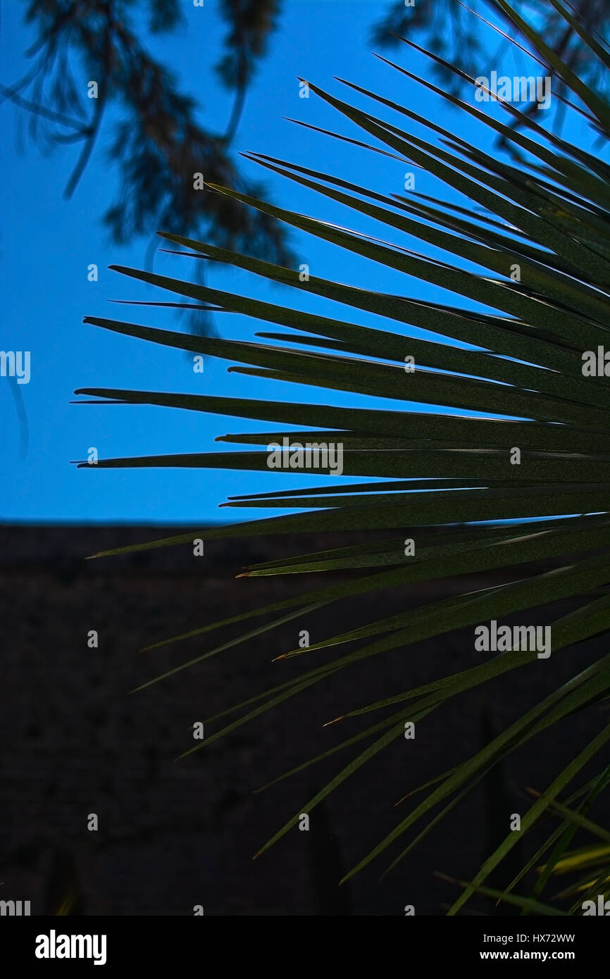 Grünen Palmen Blatt Detail in Palma De Mallorca, Balearen, Spanien. Stockfoto
