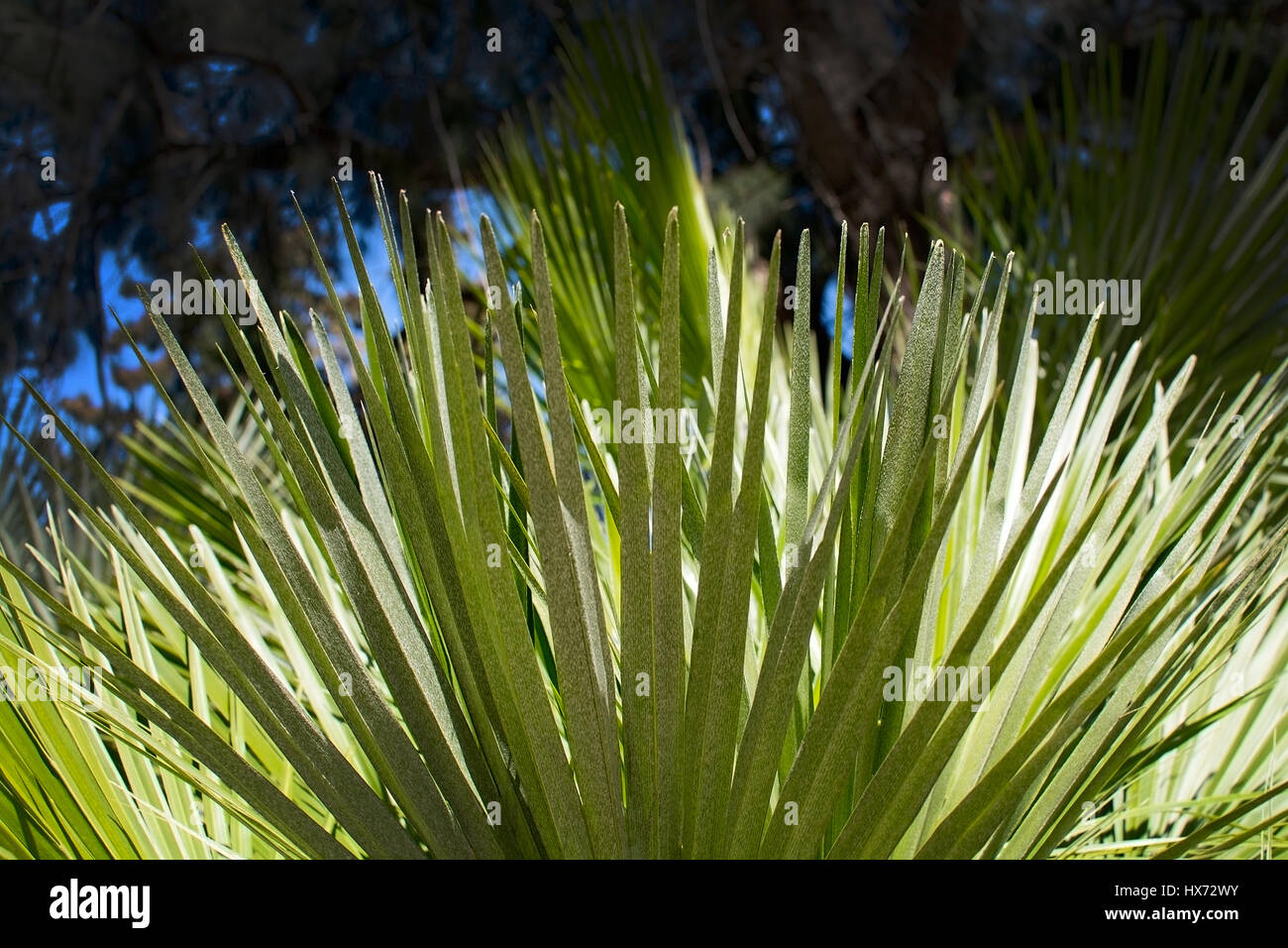 Grünen sonnigen Palm Leaf Detail in Palma De Mallorca, Balearen, Spanien. Stockfoto