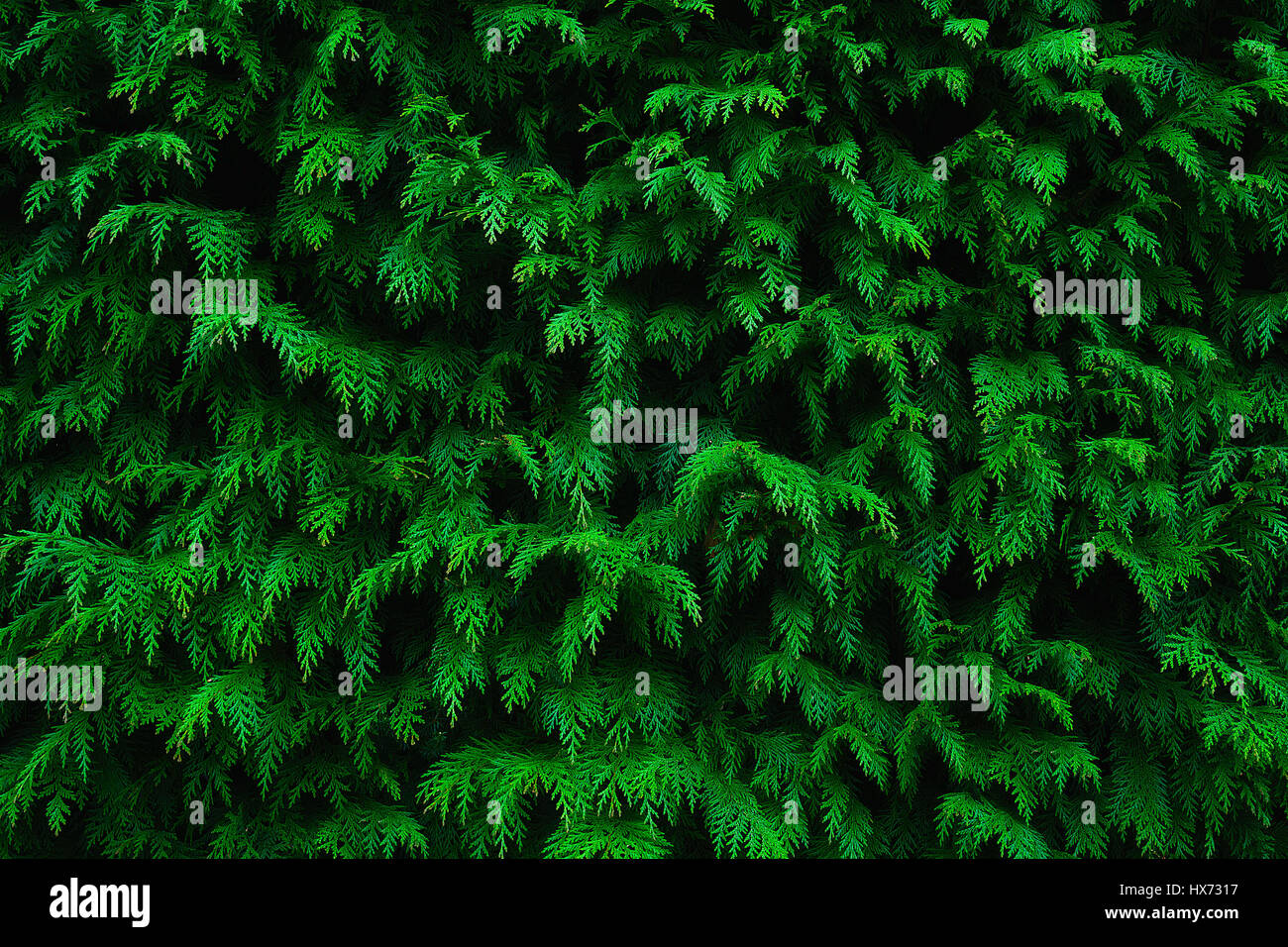 Hintergrund der Nadelbaum-Blatt-Textur-Muster Stockfoto