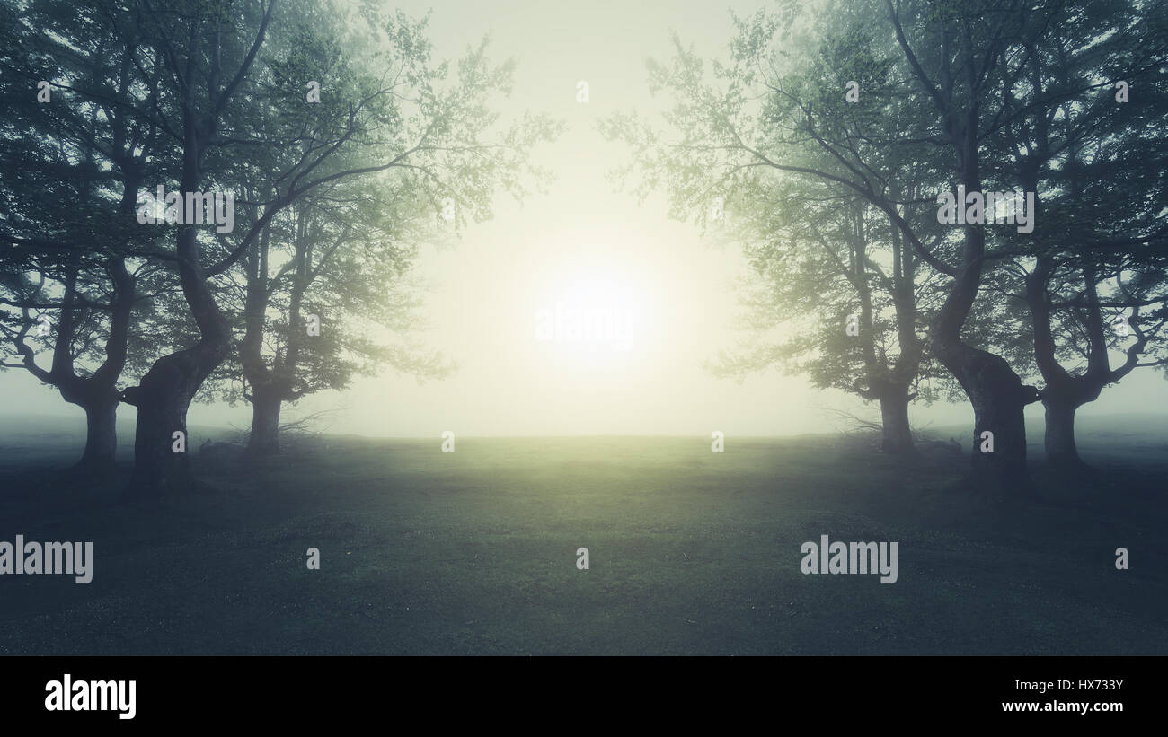 traumhafte Landschaft im Wald mit Sonnenlicht Stockfoto