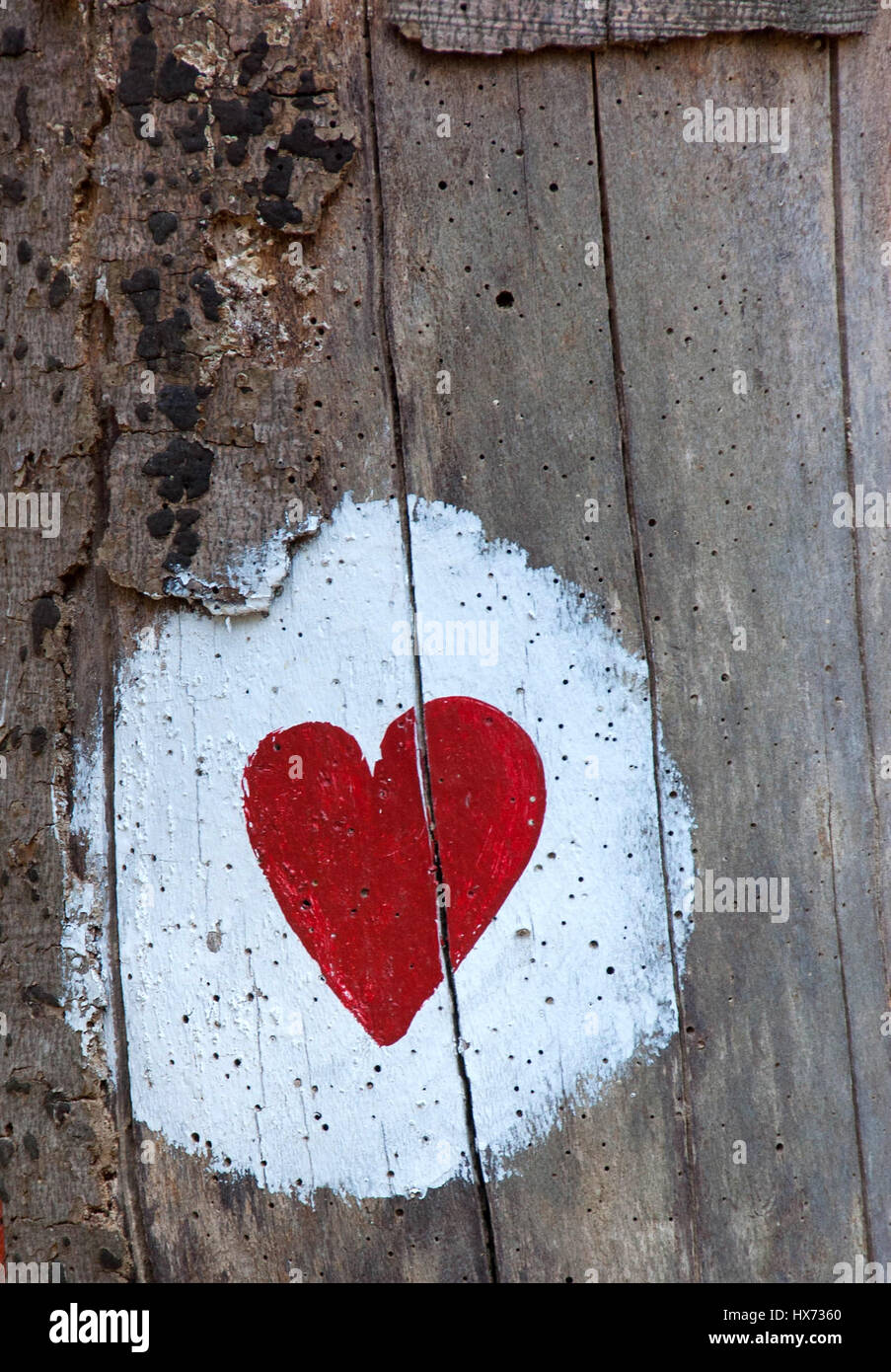 Herz auf Baum im Wald als Marker für Gesundheit Pfaden durch den Wald gezogen Stockfoto