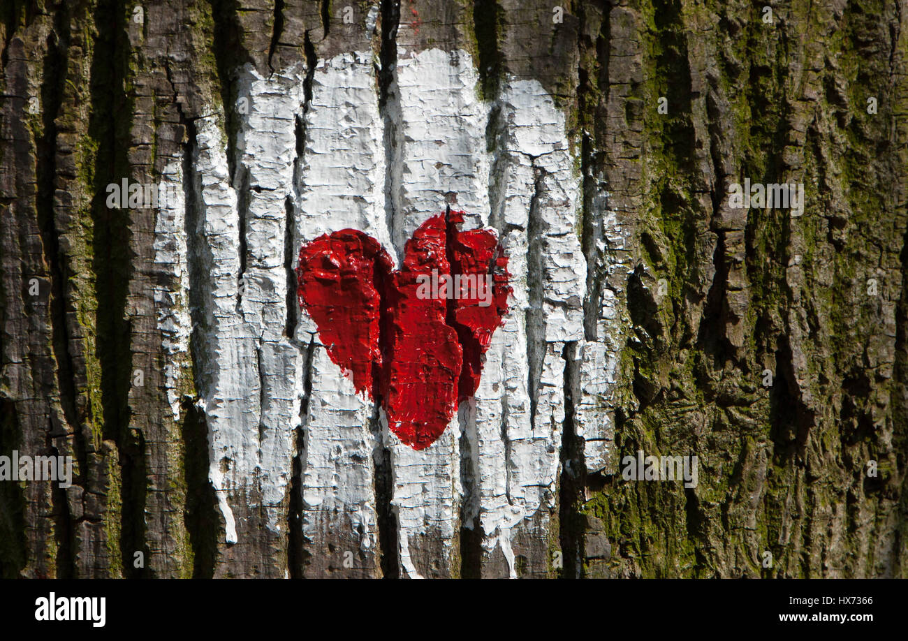 Herz auf Baum im Wald als Marker für Gesundheit Pfaden durch den Wald gezogen Stockfoto