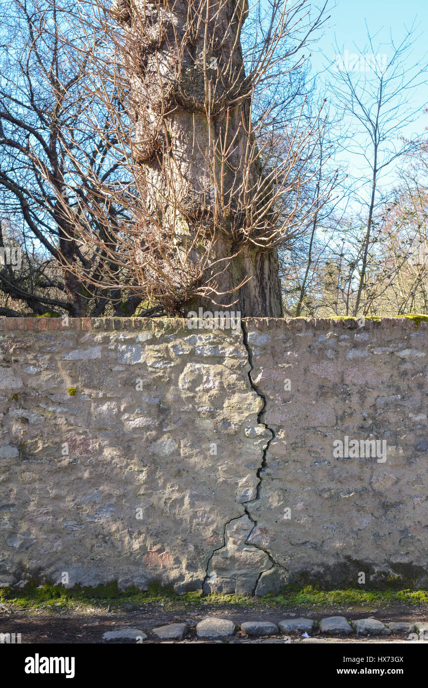Baumwachstum knacken Steinmauer zu beschädigen Stockfoto