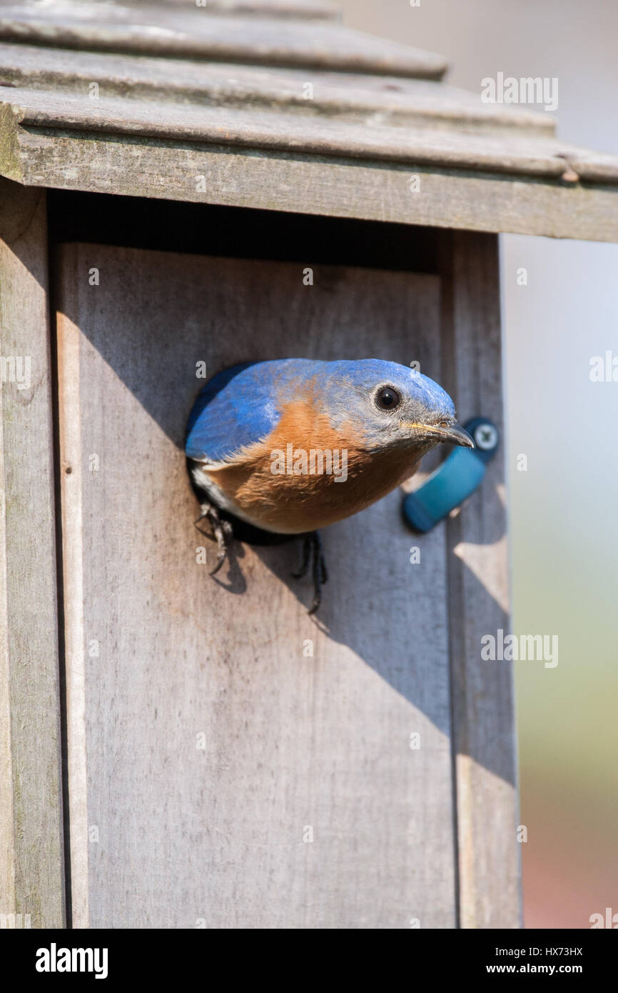 Eine männliche östlichen Bluebird verlassen sein Nest im zeitigen Frühjahr. Stockfoto