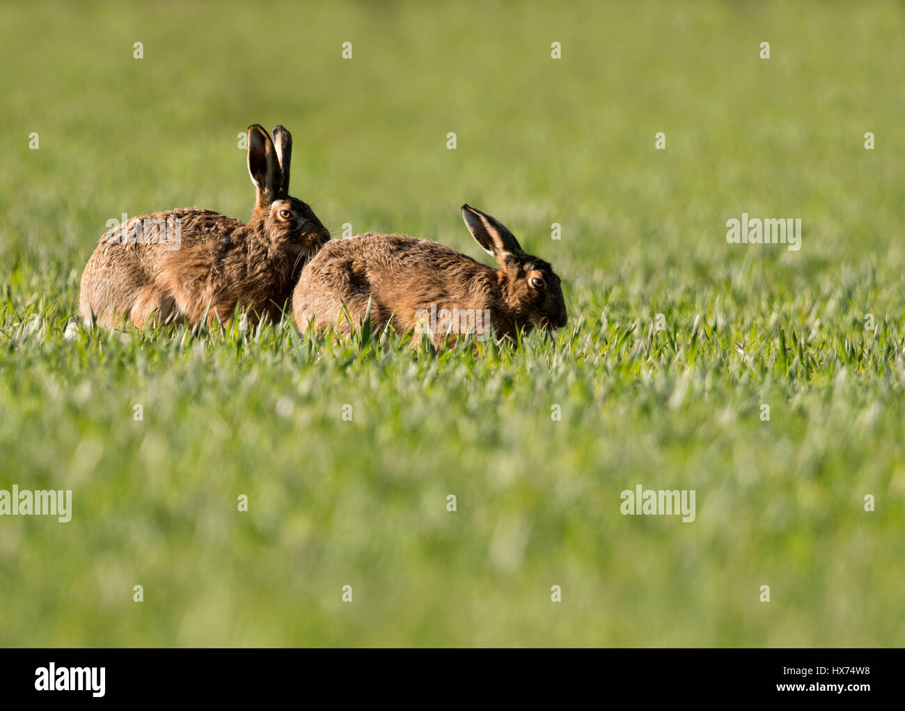 Paar braune Hasen (Lepus Europaeus), Warwickshire Stockfoto