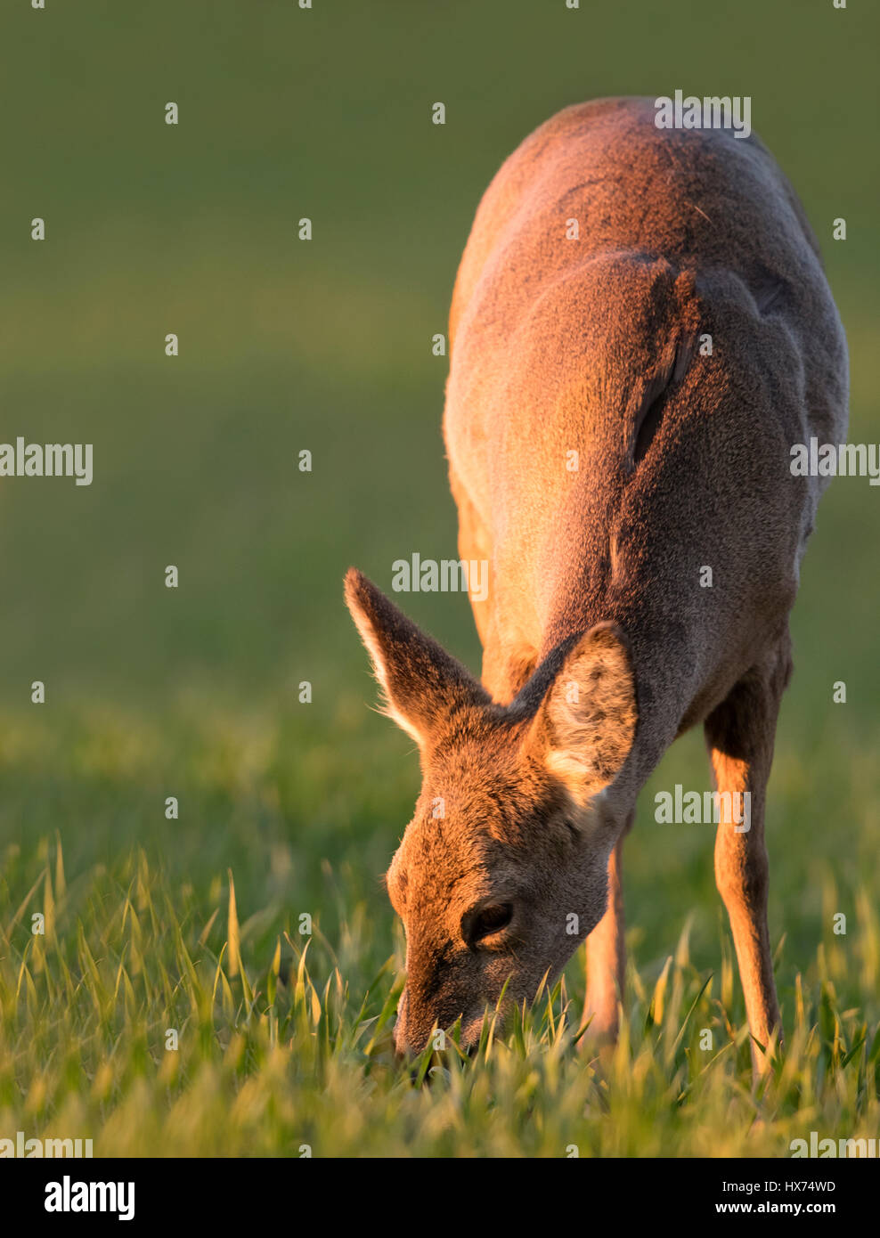 Nahaufnahme eines weiblichen Reh (Capreolus Capreolus) Weiden in der goldenen Abend Sonne, Warwickshire Stockfoto