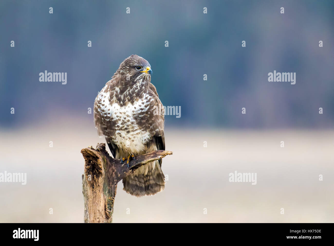 Bussard (Buteo Buteo) auf einem Ast, Zerbst, Deutschland Stockfoto