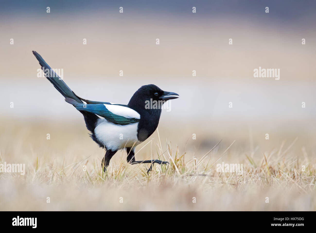 Europäische Elster (Pica Pica) auf einer Wiese, Polen Stockfoto
