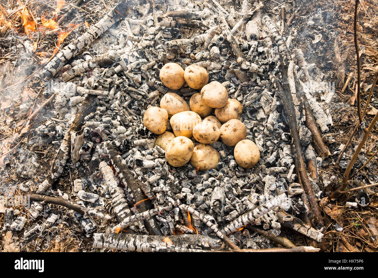 Beginnen Sie Kartoffeln im Feuer kochen. Kartoffeln in Asche geworfen. Stockfoto