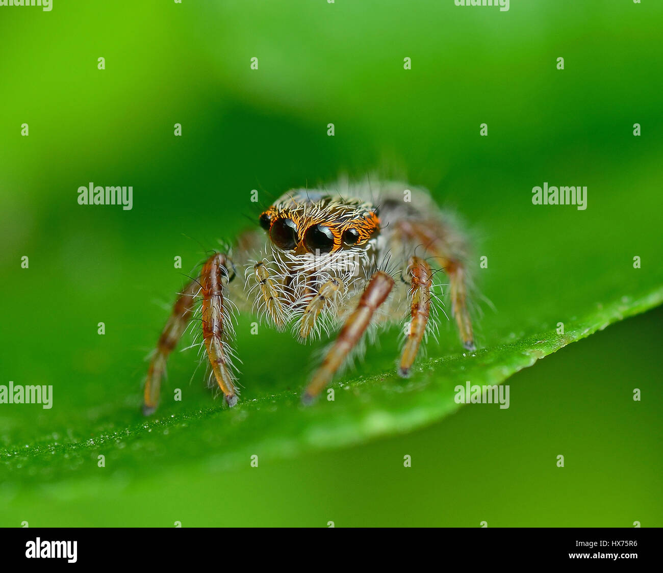 Close Up Of Jumping Spider Stockfoto