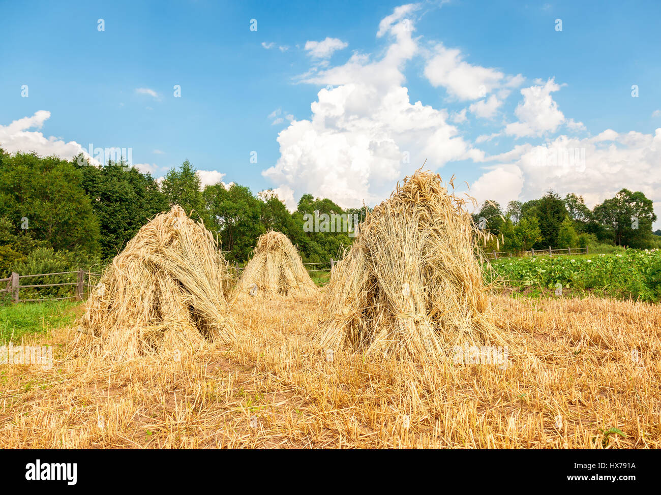Garben von Weizen gestapelt in Stapeln auf dem Feld an einem sonnigen Tag. Ländliche Sommerlandschaft Stockfoto