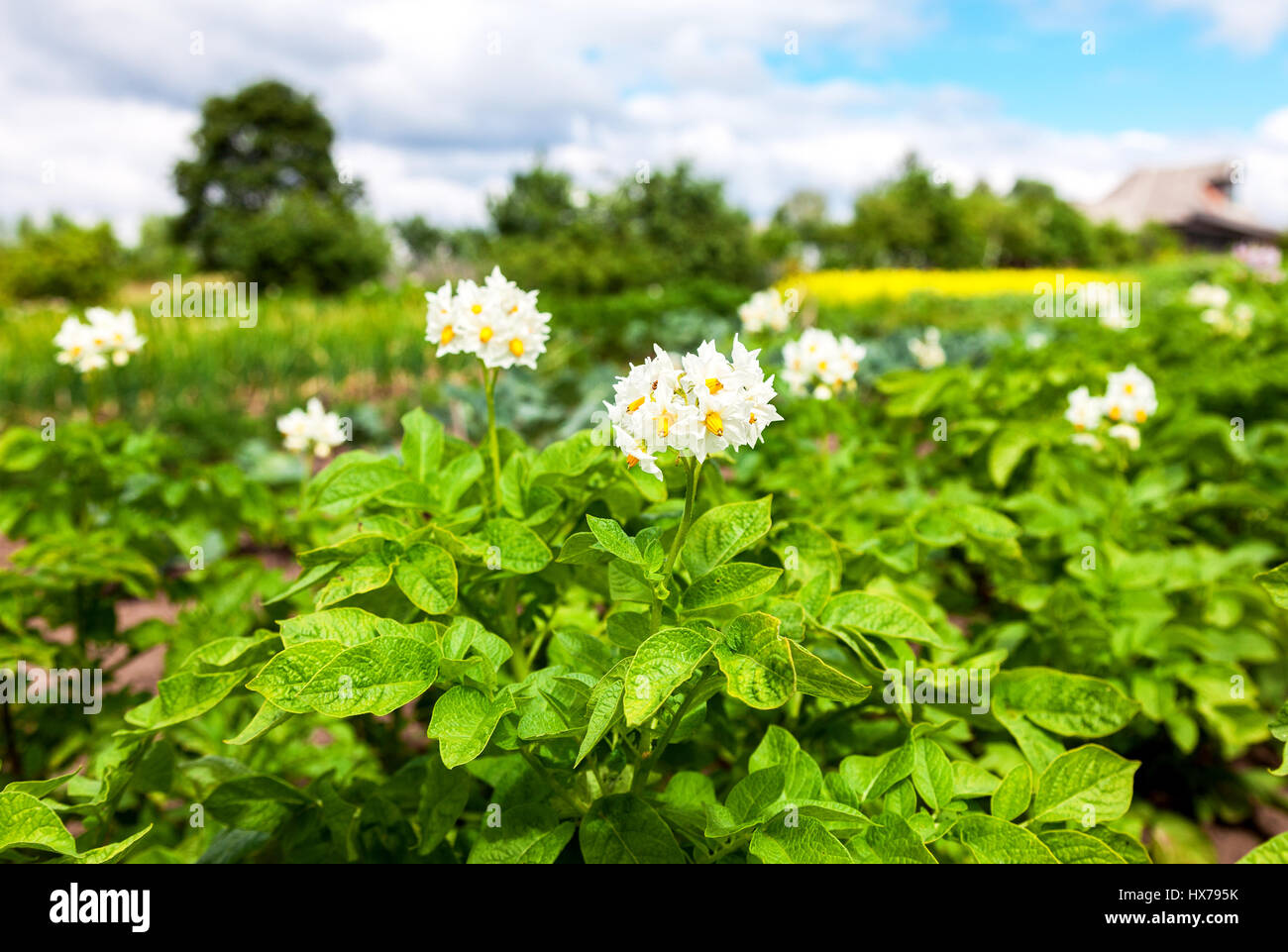 Kartoffelpflanzen mit Blumen auf der Plantage am sonnigen Sommertag Stockfoto