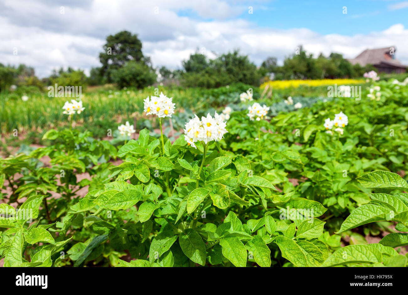 Kartoffelpflanzen mit Blumen auf der Plantage am sonnigen Sommertag Stockfoto