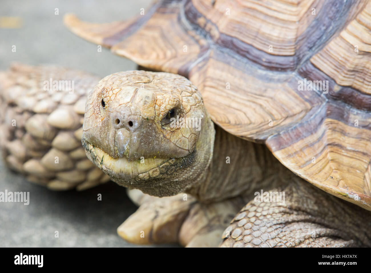 Hautnah auf eine braune Schildkröte Kopf Stockfoto