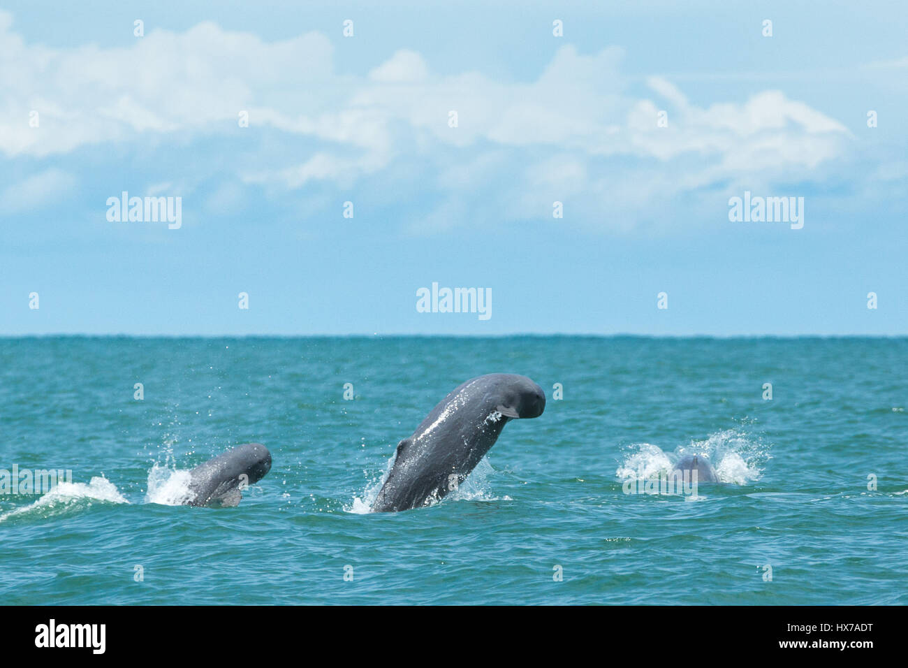 Seltene thai Glattschweinswal Wal Wasser springen Stockfoto