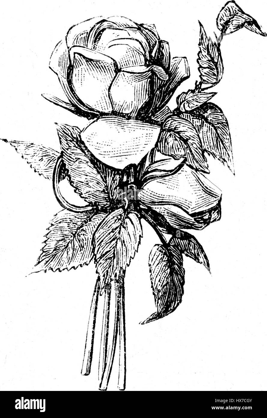 PIQUET komponieren de Stockfoto