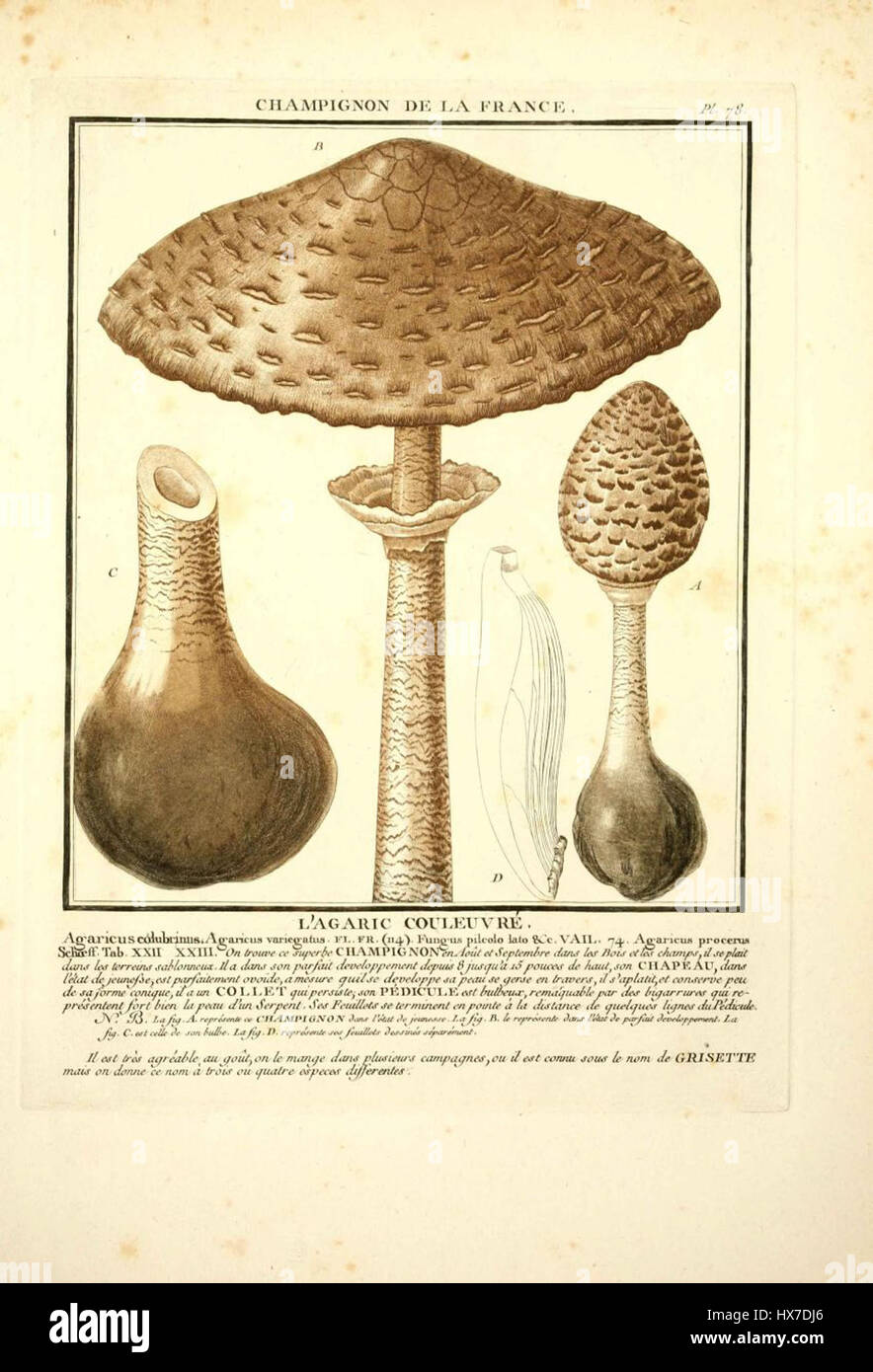 Macrolepiota procera, auch bekannt als Parasolpilz oder *Coulemelle*, ist eine große essbare Pilzart. Sie zeichnet sich durch ihren hohen, schlanken Stiel und die schirmähnliche Kappe aus. Sie findet sich in Grasland und Wäldern und wird in der Küche sehr geschätzt, sollte aber sorgfältig identifiziert werden, um giftige Blicke zu vermeiden. Stockfoto