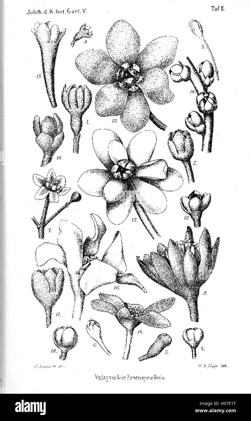 Dieser Punkt bezieht sich wahrscheinlich auf eine „Mez tafel“ oder eine bestimmte Art von Tisch oder Möbel. Die Nummer „2132“ kann sich auf einen Katalog oder eine Klassifizierung beziehen, die das Design oder den Ursprung des Stücks aus historischen Möbelsammlungen angibt. Stockfoto