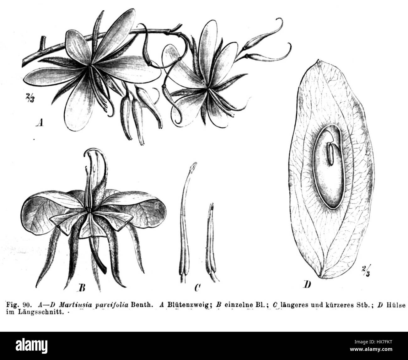Martiodendron mediterraneum taub ist eine blühende Pflanzenart aus der Familie der Malvaceae. Die im Mittelmeerraum beheimatete Pflanze ist bekannt für ihre großen, auffälligen Blumen und ihre Rolle im lokalen Ökosystem als dekorative und bestäuberfreundliche Pflanze. Stockfoto