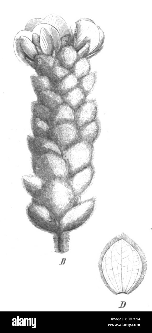 *Priestleya vestita Taub107a* ist eine Pflanzenart aus der Familie der Hülsenfrüchte, die für ihr ausgeprägtes samtiges Aussehen bekannt ist. Sie ist in Südamerika beheimatet und lebt in tropischen Umgebungen und wird häufig auf ihre ökologische Rolle innerhalb ihres heimischen Ökosystems untersucht. Die einzigartige Textur und Struktur der Pflanze machen sie für Botaniker und Forscher interessant. Stockfoto