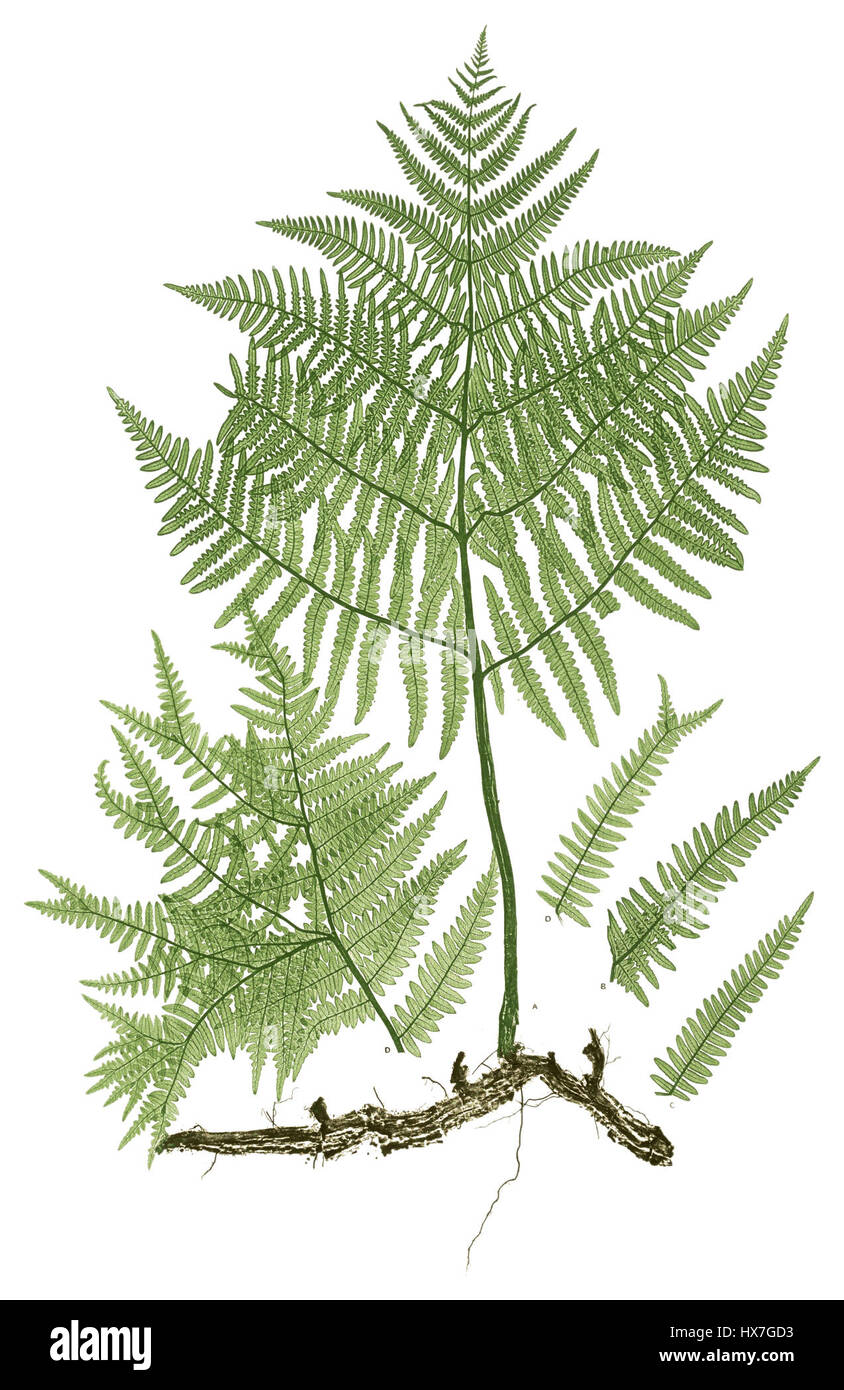 Pteridium aquilinum, allgemein bekannt als Bracken, ist eine Farnart, die in gemäßigten Regionen vorkommt. Er zeichnet sich durch große, dreieckige Fronten aus und ist bekannt für sein rasches Wachstum in gestörten Gebieten. Trotz seiner Schönheit kann es giftig für Vieh sein und wurde in einigen Kulturen in der traditionellen Medizin verwendet. Stockfoto