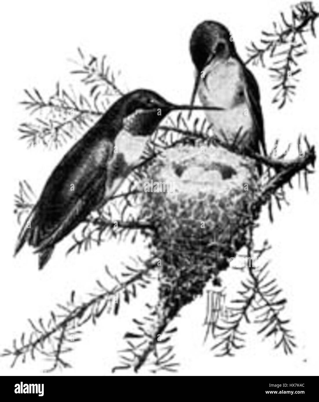 Diese kleine Gravur des rubinhaltigen Kolibri zeigt das lebendige Gefieder und die zarte Form des Vogels. Das detailreiche Kunstwerk unterstreicht die bemerkenswerten Merkmale des Vogels und die Fähigkeit des Künstlers, die Natur einzufangen. Stockfoto