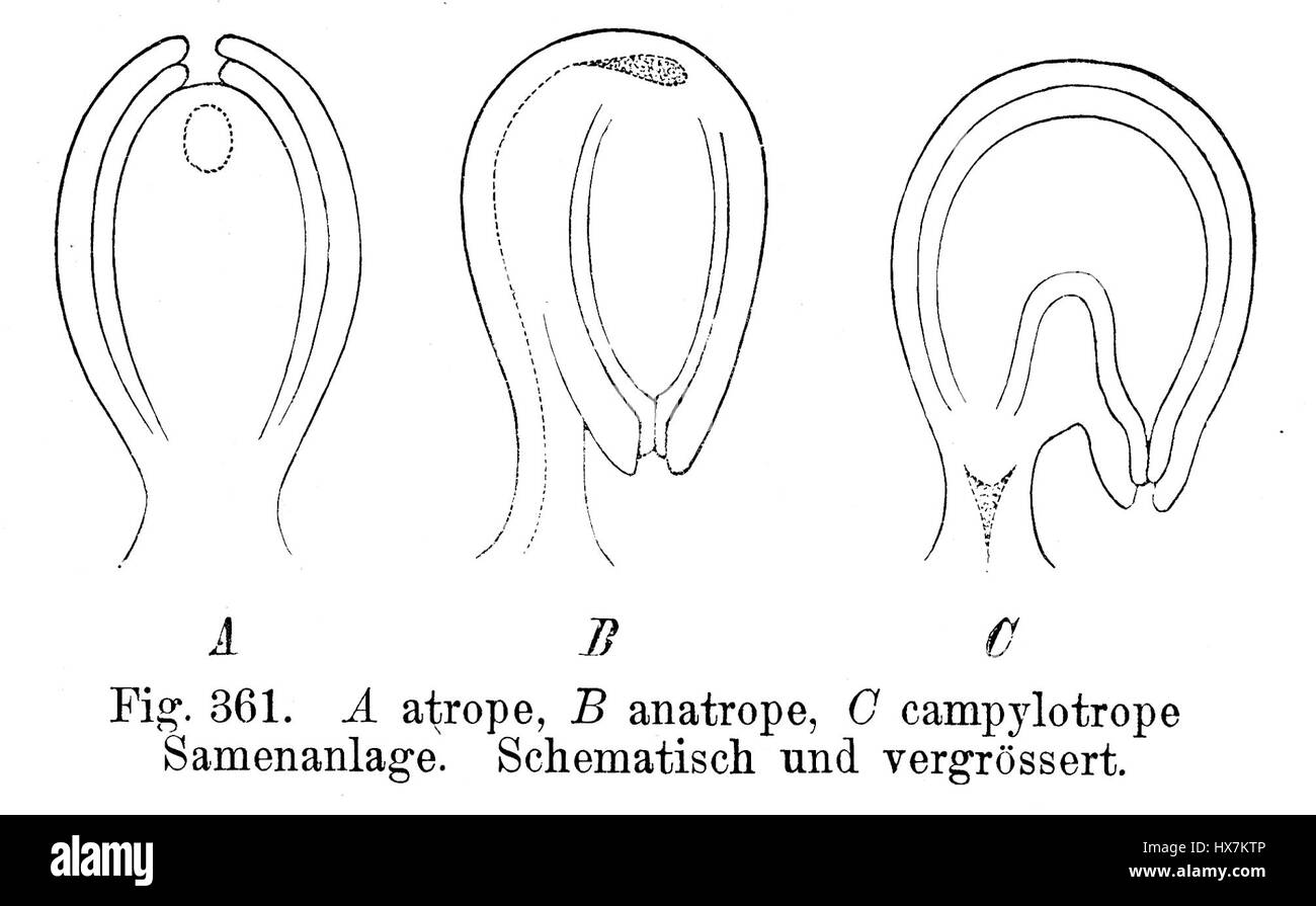 Die Samenanlage Orientierung Strasburger aus dem Jahr 1900 zeigt eine bedeutende botanische Anordnung von Strasburger. Es beleuchtet den wissenschaftlichen Ansatz des frühen 20. Jahrhunderts zur Pflanzenreproduktion und zur Organisation von Pflanzenstrukturen. Stockfoto